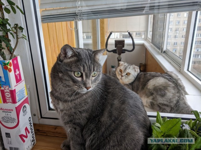 Котовторник. Моему мультяшке 1 год