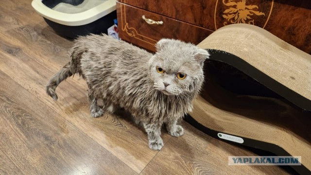 Котомемы 29.09.23