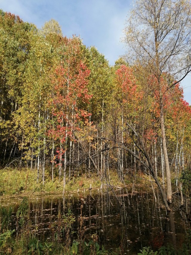 Краски осени