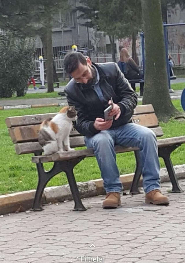 Кошки на развалинах города Помпеи