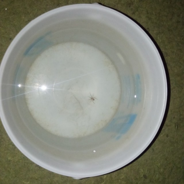 Ведро с водой для кошек