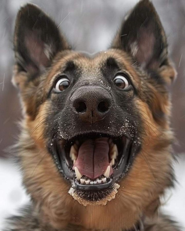 15 фотографий животных, которые могут развеселить практически кого угодно