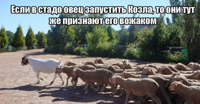 Оскорбляет русских