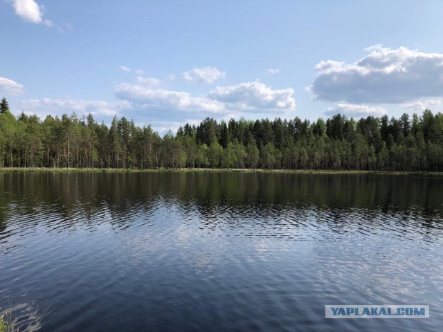 На квадроциклах по Вепсскому лесу