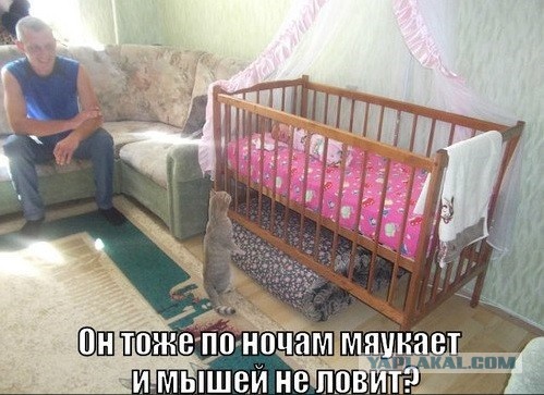 Котэ негодует