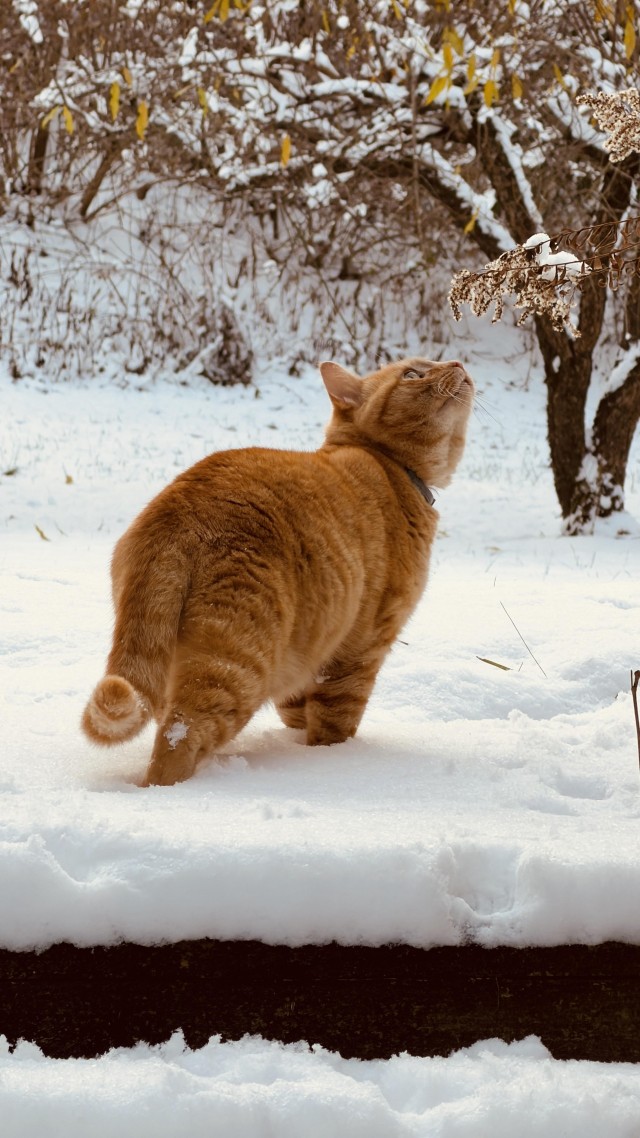 Рыжий кот встречает зиму