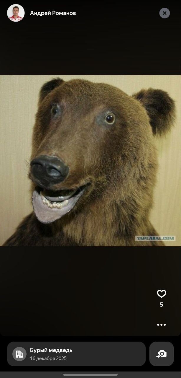 В компанию к лису