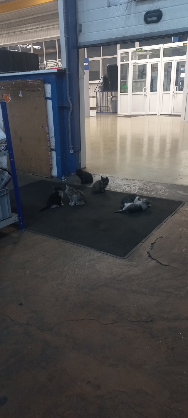У нас теперь тоже котовторник