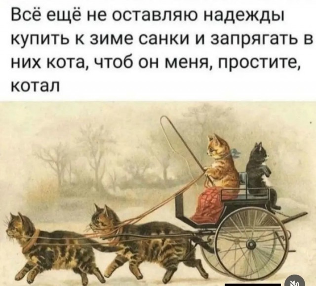Веселых картинок вам в ленту