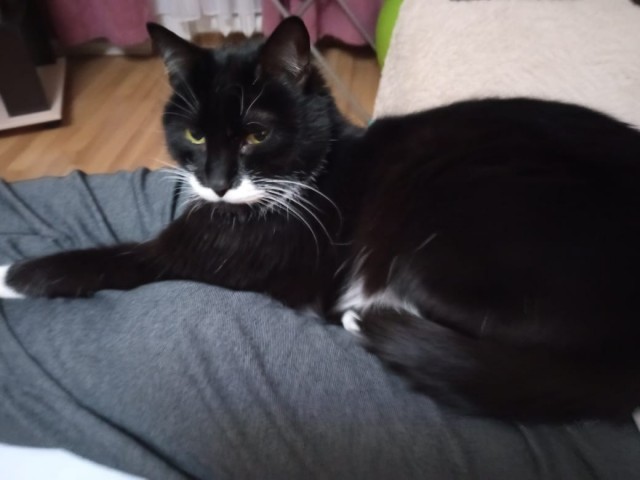 Котопёс, он же Проша...