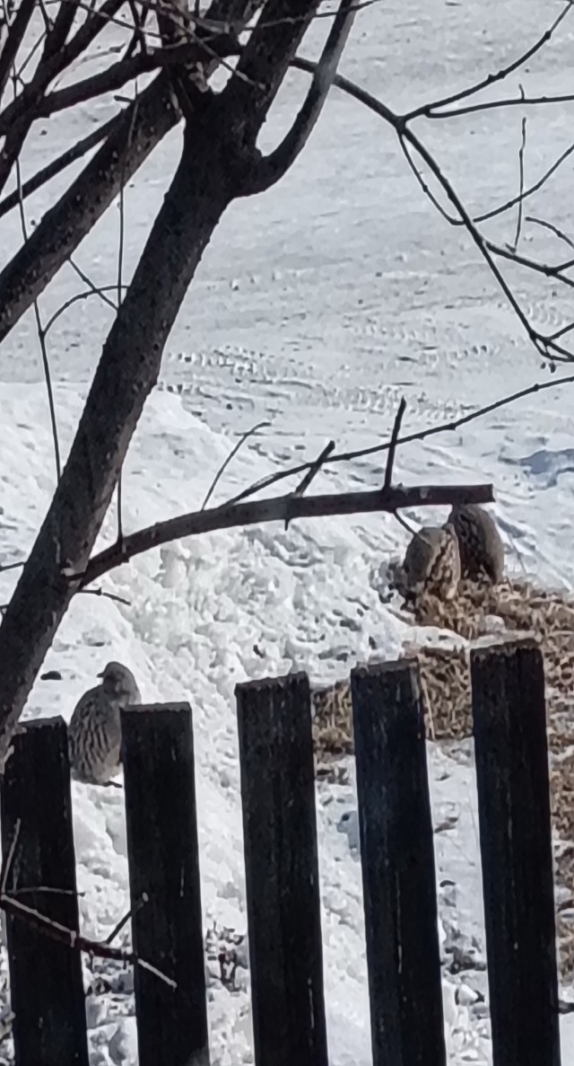 Дегустатор безумия. Конкурс стихотворений