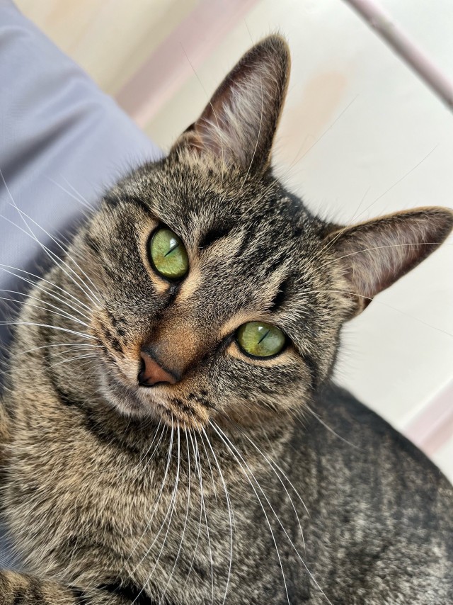 Уличные котики