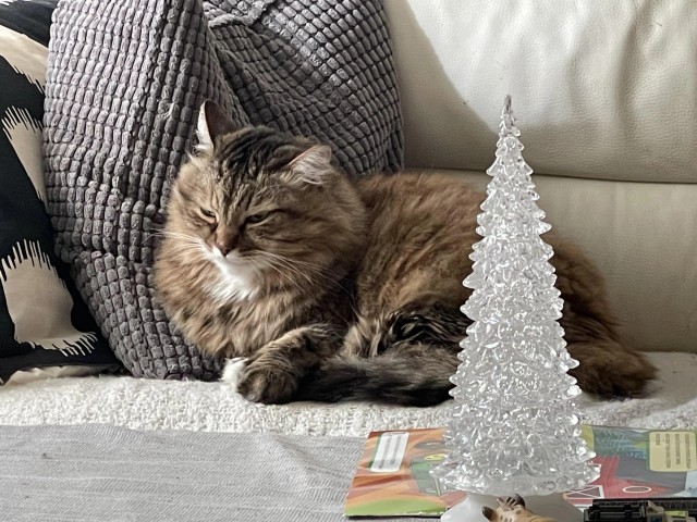 Рандомных фото котов тред