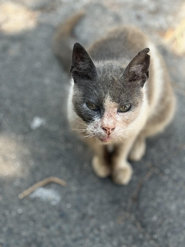 Уличные котики