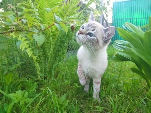 Котовторник же!