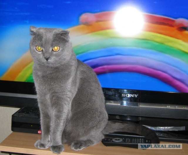 Котовторник  30.07.2013