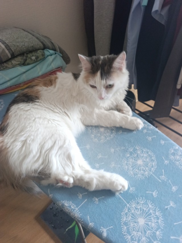 Пристраиваю котэ