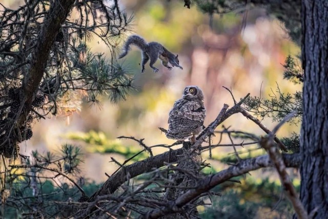 Нападение на сову