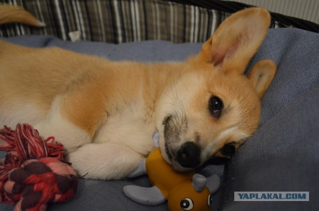 Завели щенка Корги
