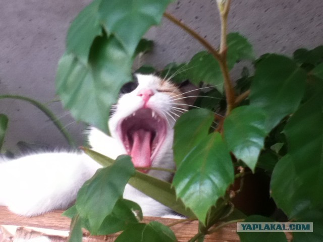 Котовторник  05.11.2013