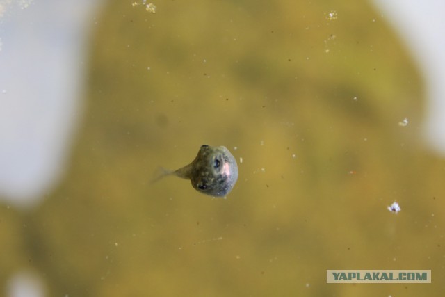 Дорога из Киева и из Москвы в Ялту.