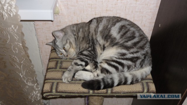 Котовторник 2.12.14