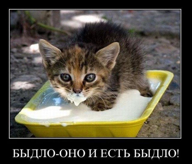 Давно демотиваторов не было