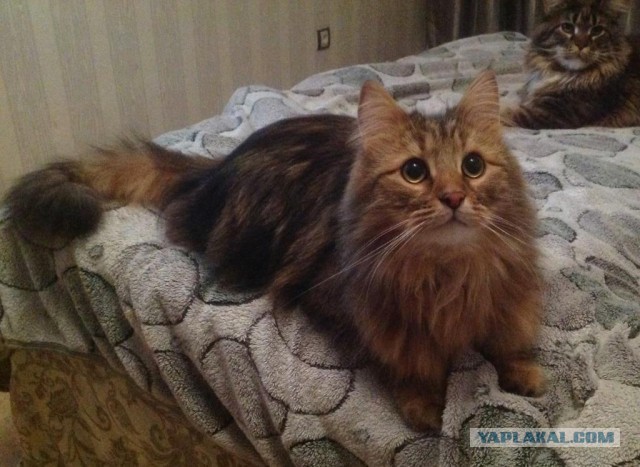 Котовторник 27.01.2015
