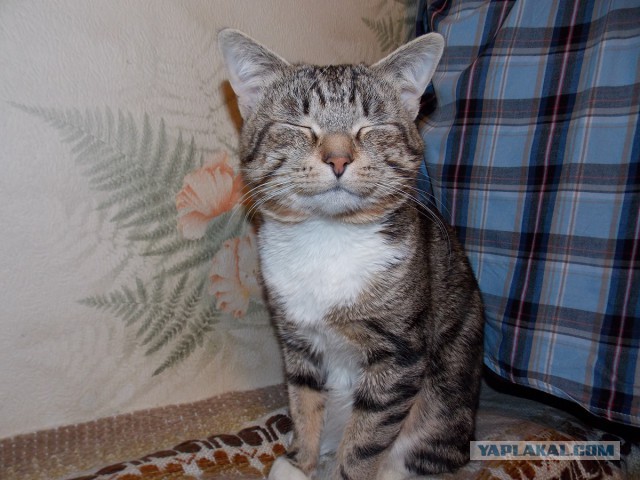 Котовторник