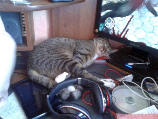 Котовторник