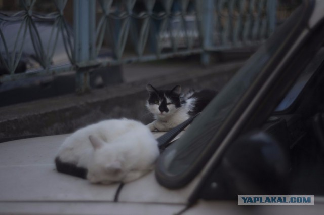 Котовторник