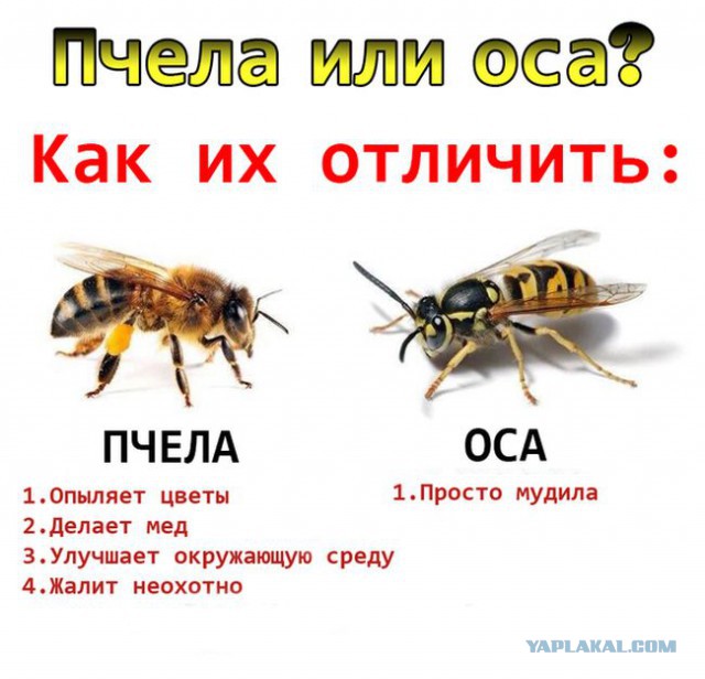 Вскрываем осиное гнездо