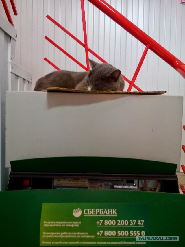 Коты - банкиры