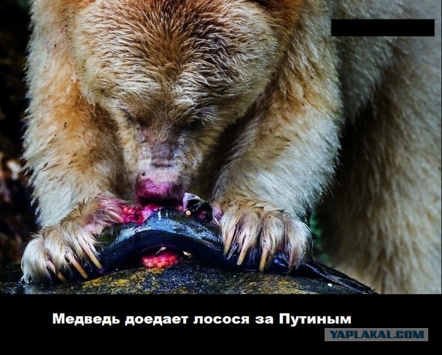 Обама доел за медведем лосося