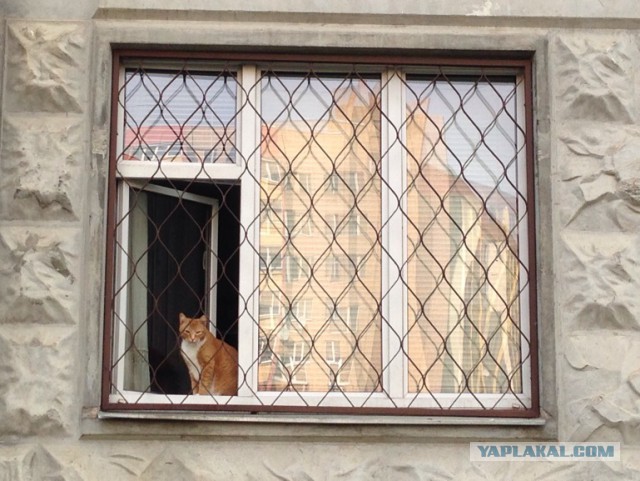 Котовторник 29-09-2015,