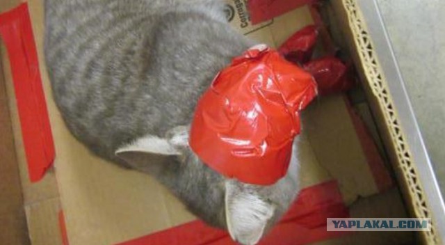 Так я читаю ЯП