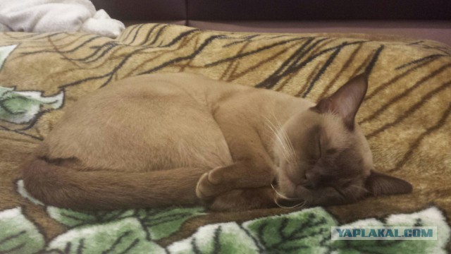 Котовторник 17.11.2015