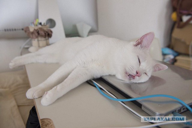 Котовторник