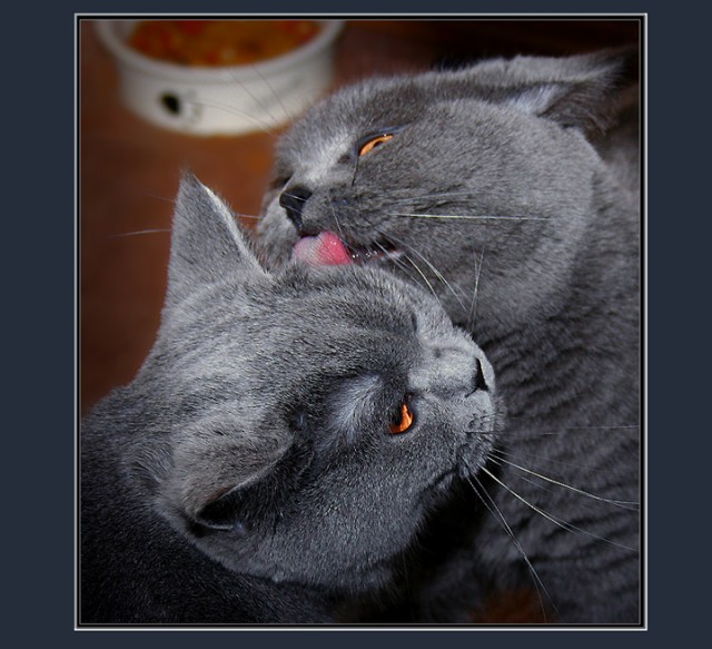 Коты, кошки, котята
