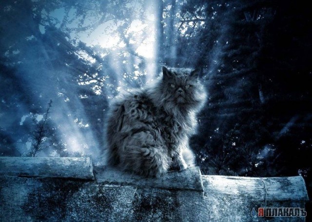 Коты, кошки, котята
