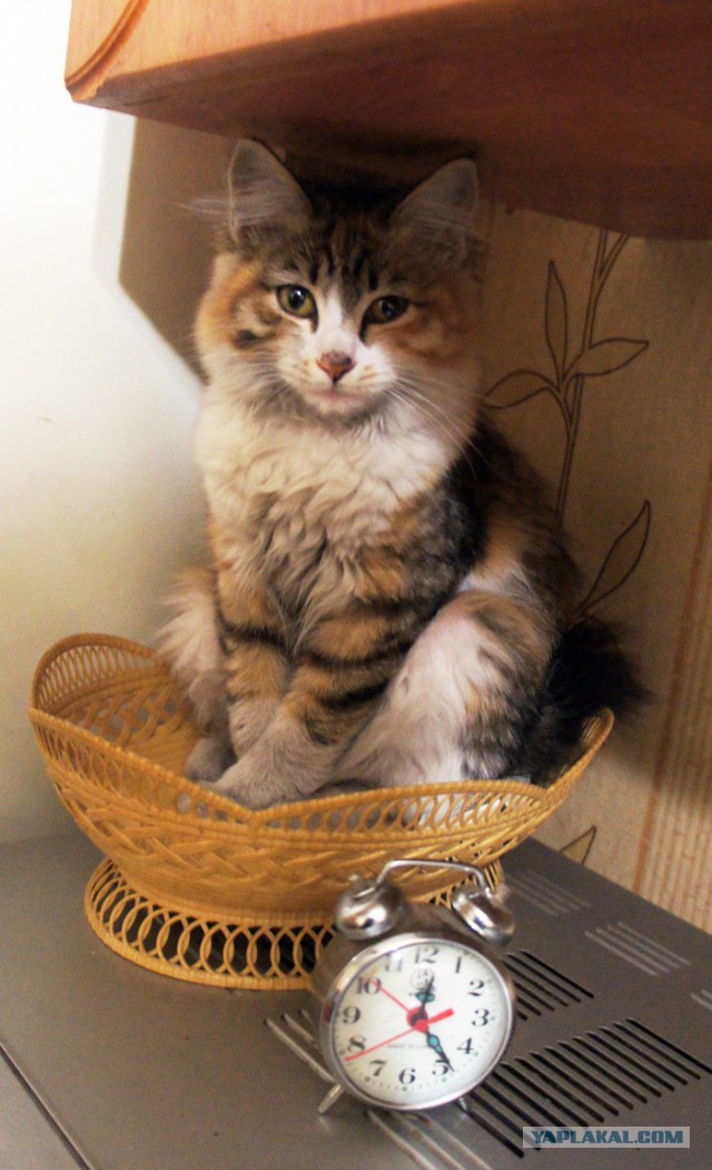 Котовторник 15.03
