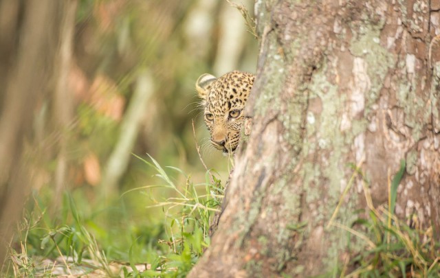 Леопардик Поли