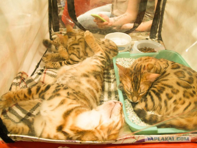 Выставка кошек в Сокольниках
