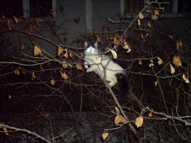 Котомет на вторник (18.12.2007)