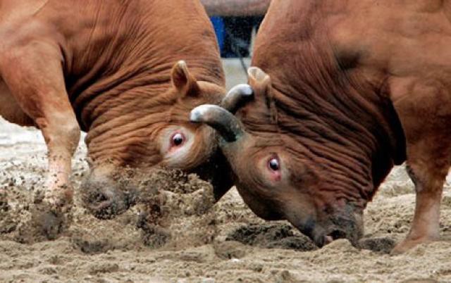 В Испании два быка столкнулись лбами на арене и умерли