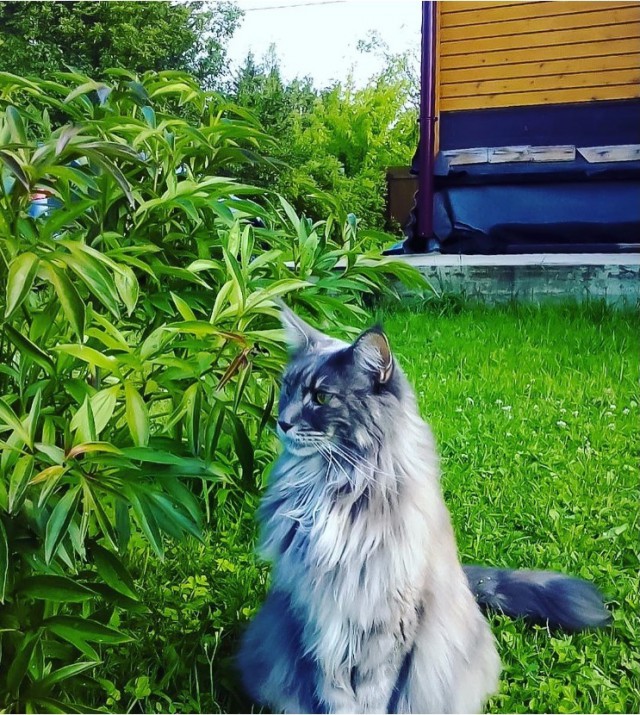 Уже лев или еще кот?