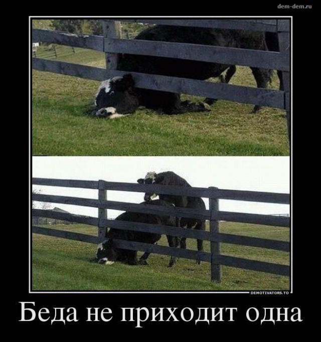 Голова белого медведя застряла в костях кита