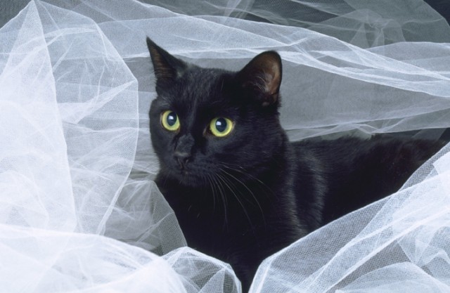 Коты из сети