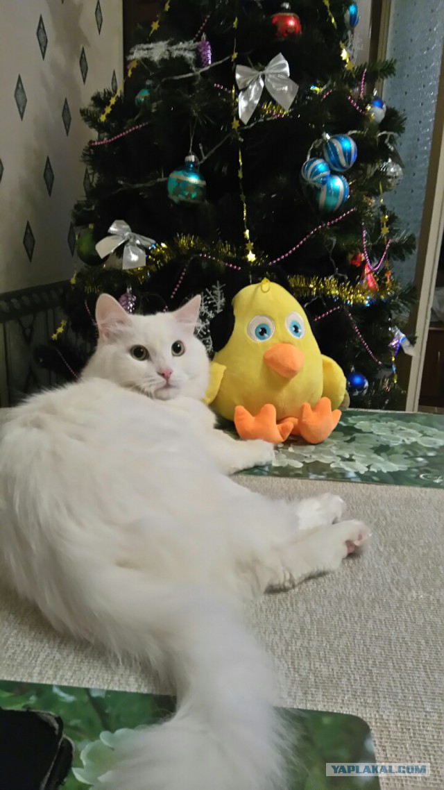 Котовторник 27.12.2016