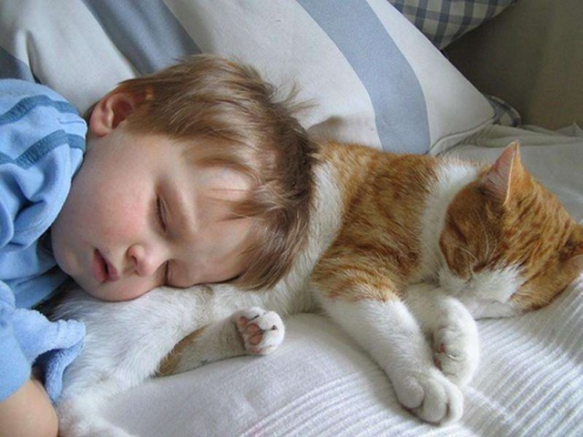 Коты и Кошки